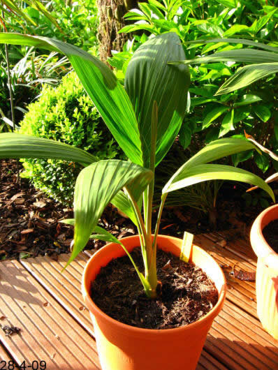 Archontophoenix alexandrae